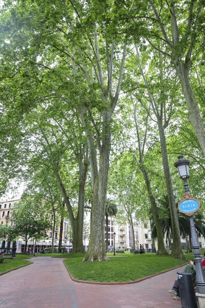 Árboles centenarios en Bilbao