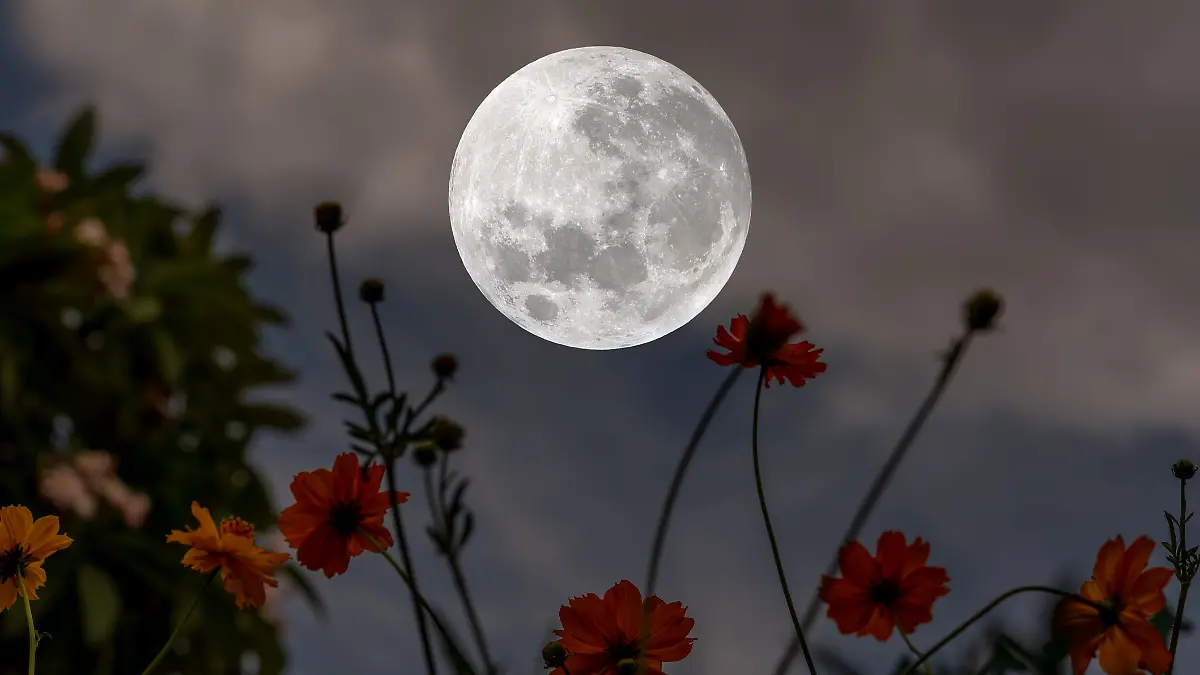 Vollmond über einer Frühlingswiese – wann ist vollmond im mai 2025