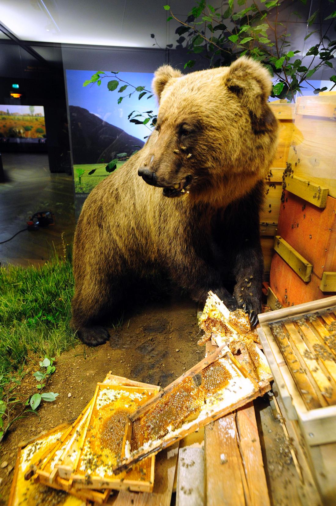 Bär in den Alpen: Rückkehr des Raubtiers in Tirol