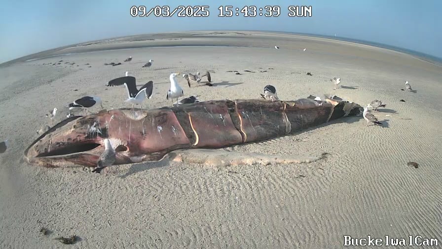 Toter Buckelwal am Strand von Sankt Peter-Ording