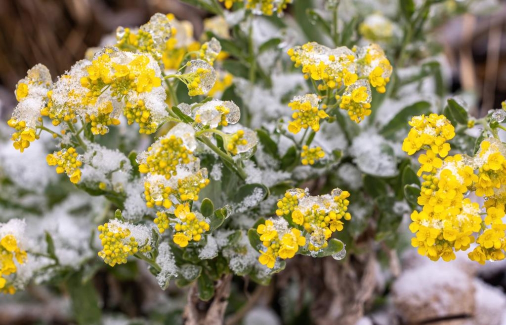 Morgenfrost nach der Kalten Sophie – Kalte Sophie bringt Kälte im Mai