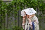 Asiatische Hornisse auf einem Ast