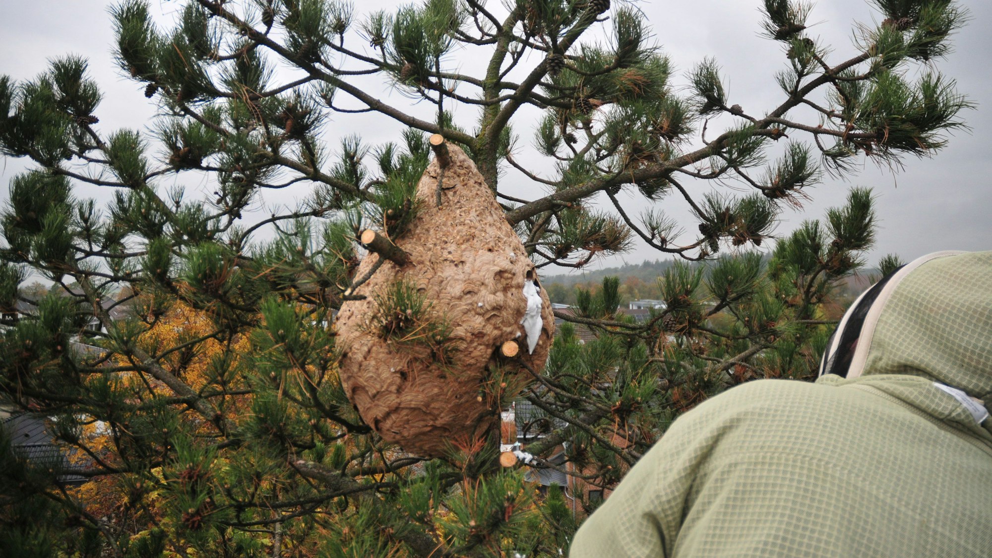 Nest einer asiatischen Hornisse in Deutschland