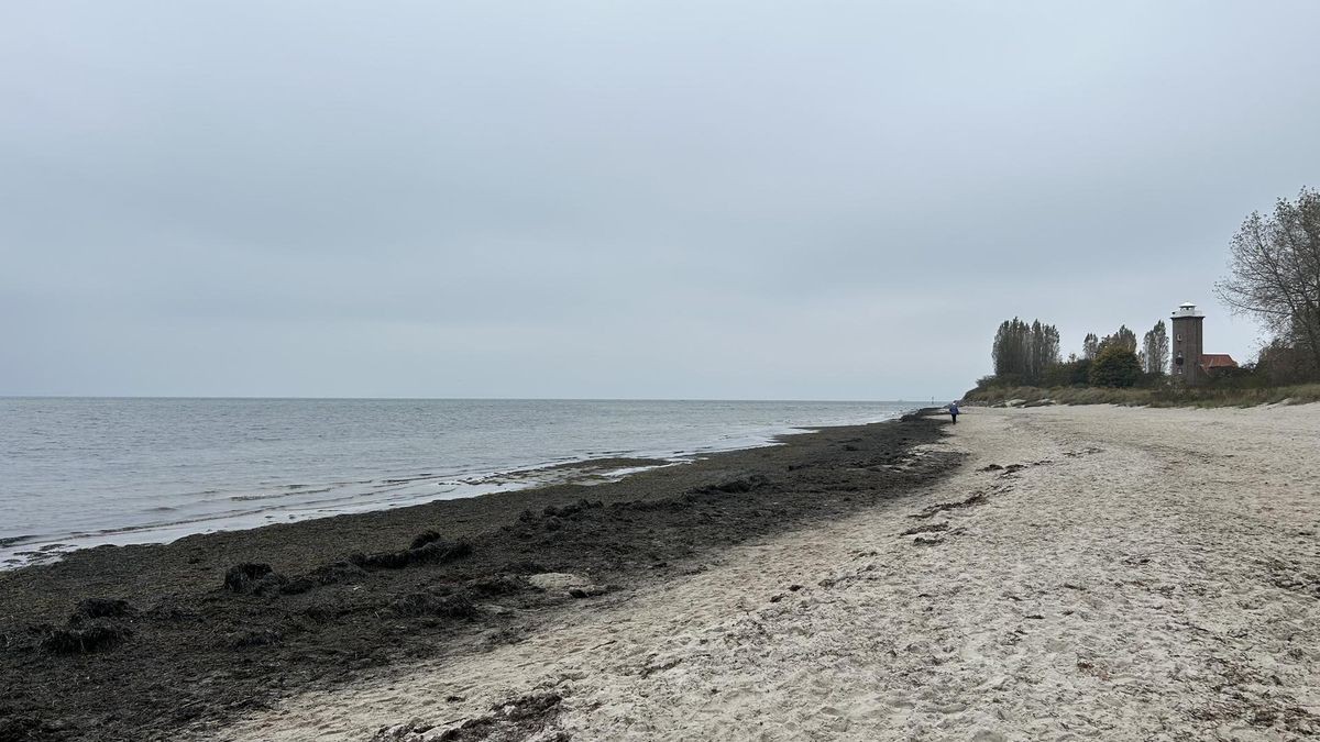 Braunalgen Ostsee: Ausbreitung an der Küste